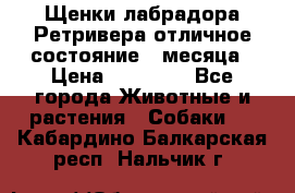 Щенки лабрадора Ретривера отличное состояние 2 месяца › Цена ­ 30 000 - Все города Животные и растения » Собаки   . Кабардино-Балкарская респ.,Нальчик г.